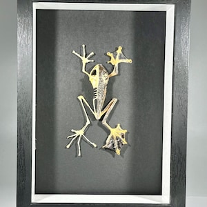 Può includere: Un esemplare di rana conservato incorniciato con una cornice nera e un passepartout bianco. La rana è in posa con le zampe distese e la testa inclinata all'indietro.