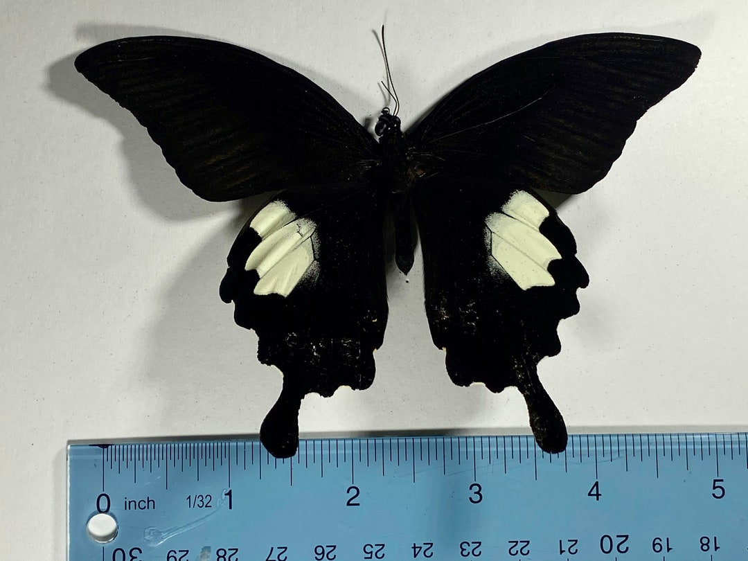 Real Black Papilio Sataspes Butterfly Indonesia Etsy
