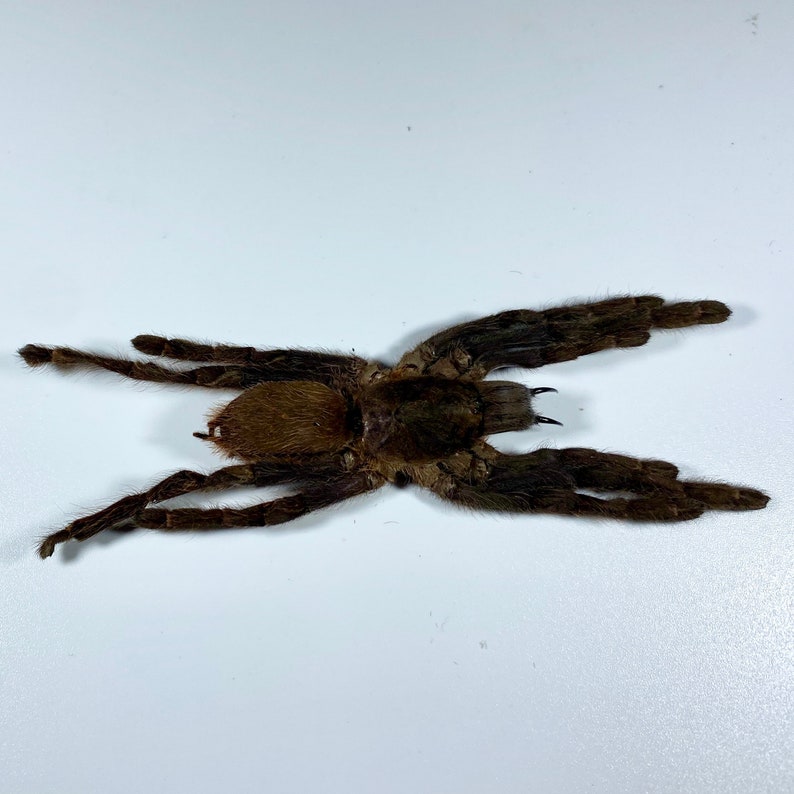 May include: A brown tarantula with long, hairy legs and a rounded body. The spider is positioned on a white surface, with its legs spread out. The arachnid's body is a darker shade of brown, contrasting with the lighter brown legs.