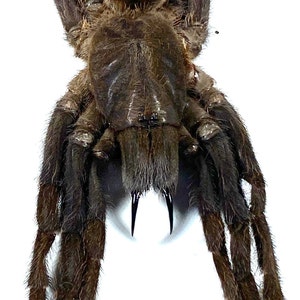 Real brown Haplopelma minax tarantula spider Indonesia home decor