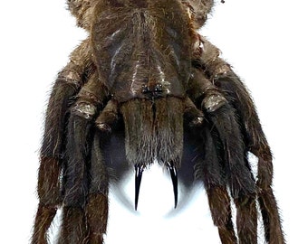 Real brown Haplopelma minax tarantula Indonesia