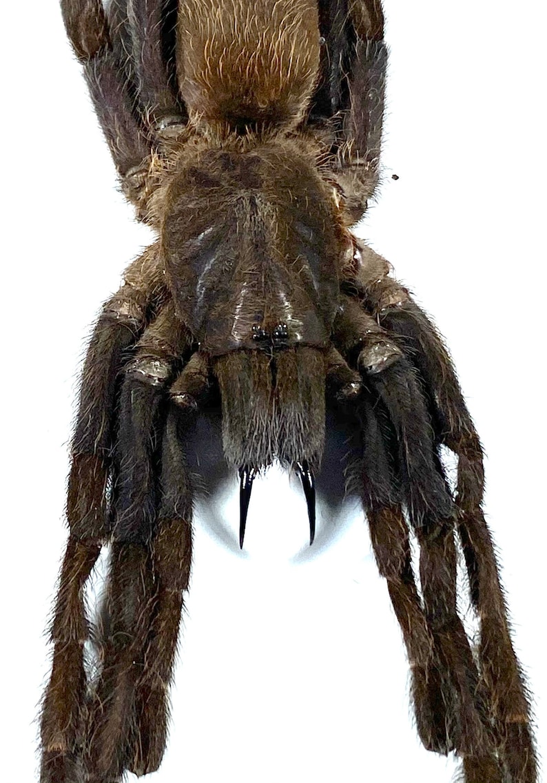 May include: Close-up of a tarantula, showcasing its dark brown, hairy body and legs. The spider's fangs are prominent, and the image is set against a white background. The arachnid's texture and details are clearly visible.