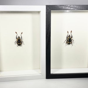 Framed yellow Cheirolasia burkei beetle home decor Zambia