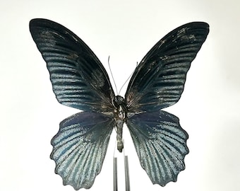 Real black Papilio memnom butterfly taxidermy home decor Indonesia