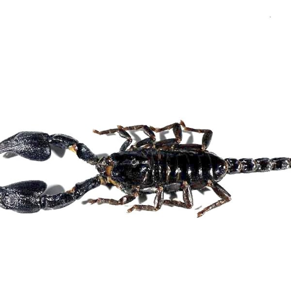 Real Heterometrus cyaneus scorpion taxidermy Indonesia