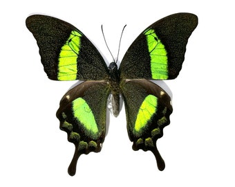 black green Papilio palinurus butterfly taxidermy Indonesia