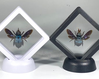 Framed blue Xylocopa caerulea bee home decor Indonesia