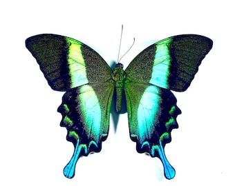 One Real Unmounted Indonesian Peacock Swallowtail Butterfly Papilio blumei Taxidermy Art craft