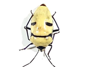 yellow Eucorysses grandis skull beetle home decor Indonesia