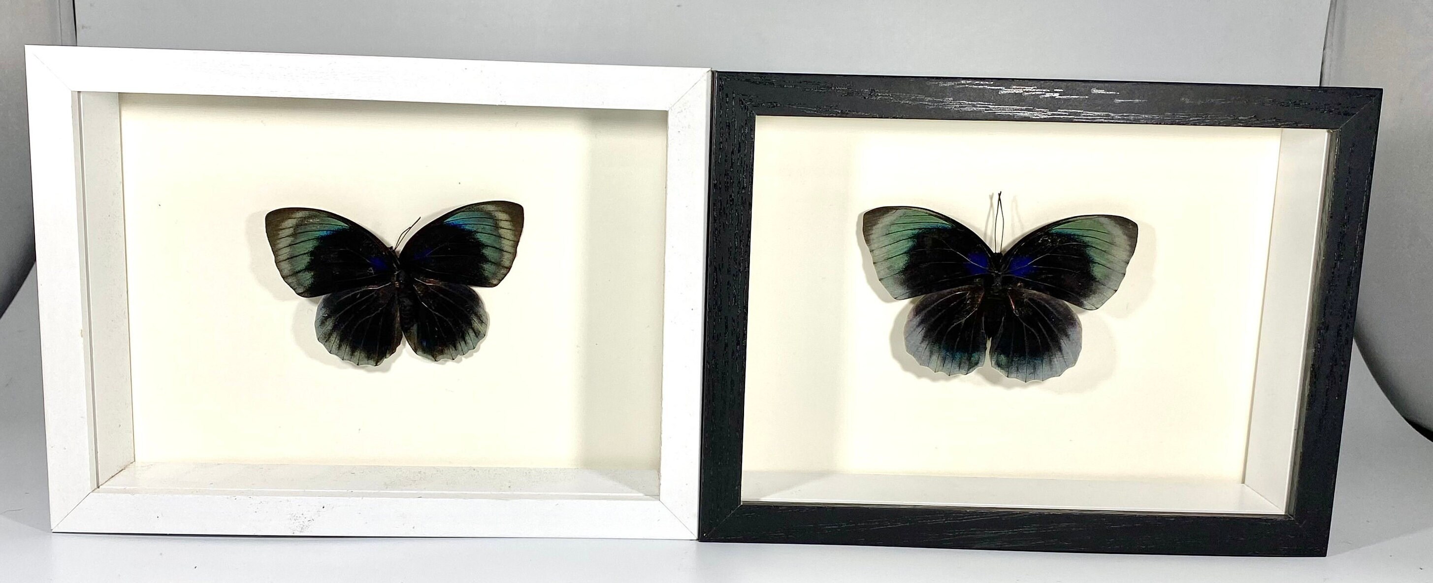 Framed purple Agrias hewitsonius butterfly home decor Colombia