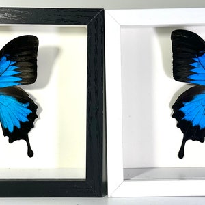 Framed blue Papilio Ulysses butterfly home decor Indonesia