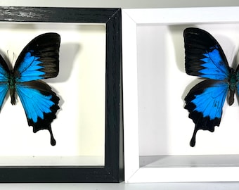 Framed blue Papilio Ulysses butterfly home decor Indonesia