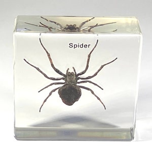 Spider in Resin, Lucite insect arachnid oddityHome Decor