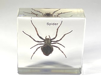 Spinne in Harz, Lucite Insekt Spinnentier OddityHome Decor