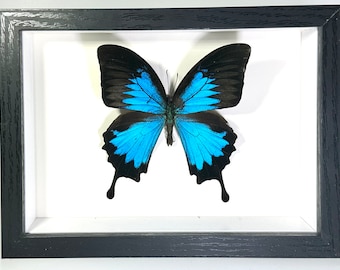Decoración para el hogar con mariposa Papilio Ulysses azul enmarcada en Indonesia