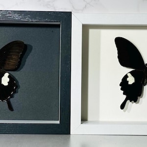 Decorazione per la casa con farfalla Papilio Helenus bianca e nera con cornice originale, Filippine