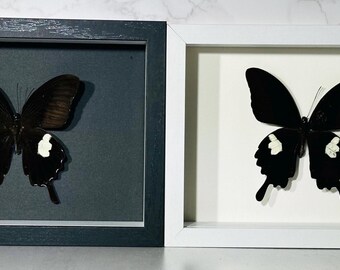 Real Framed black white Papilio Helenus butterfly home decor Philippines