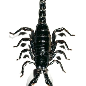May include: A top-down view of a black scorpion on a white background. The scorpion has a segmented body, eight legs, and large pincers. Its tail curves upwards, ending in a stinger. The image is well-lit, highlighting the scorpion's texture.