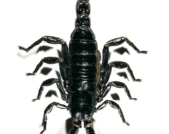 Real Heterometrus cyaneus scorpion taxidermy Indonesia