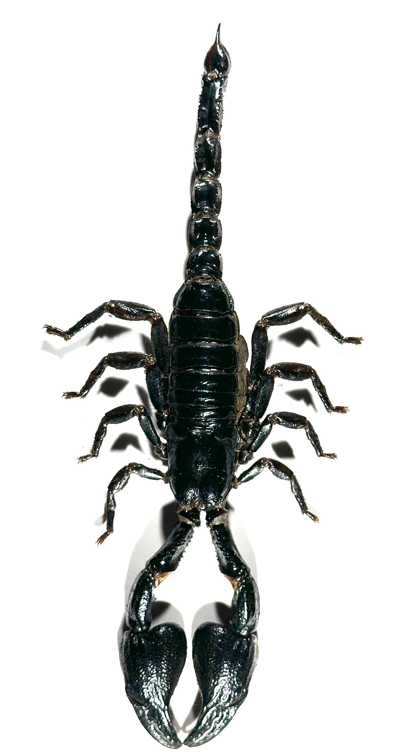 Scorpion taxidermy - Etsy 日本