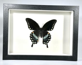 蝶の標本　額　美品　世界最大蛾　希少 蝶の標本。額。美品。「世界最大蛾」、蛇頭額。平成時代。自家