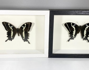 Framed black Papilio delalandei butterfly home decor Madagascar