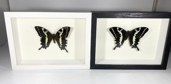 額入り黒のPapilio delalandei蝶の室内装飾品 マダガスカル - Etsy 日本