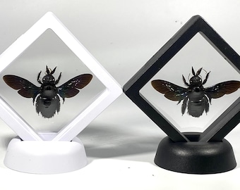 Ingelijste zwarte Xylocopa latipes woondecoratie Indonesië