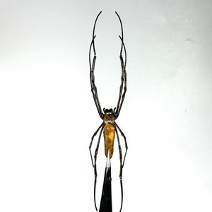 May include: A close-up of a spider with a brown abdomen and black legs and head. The spider is held by a pair of black tweezers against a white background. The spider's legs are long and thin.
