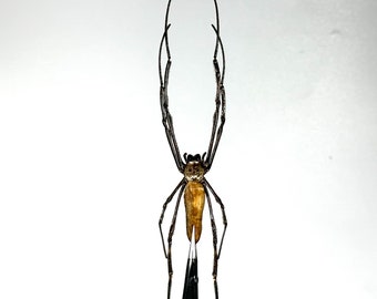 bruine Nephilia sp bol weversspin Indonesië