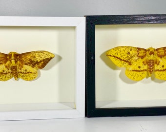 Real Black Framed Shadow Box North American Imperial Moth