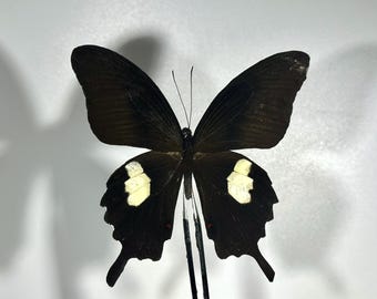 Mariposa Papilio Helenus blanca y negra real, taxidermia, decoración del hogar en Indonesia