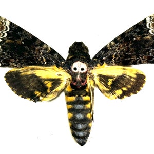 real Acherontia Lachesis greater Death’s head moth home decor