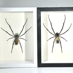 Framed brown Nephilia orb weaver spider home decor Indonesia