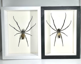 Framed brown Nephilia orb weaver spider home decor Indonesia