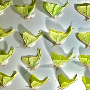 Real Luna Moth green Actias luna North America home decor