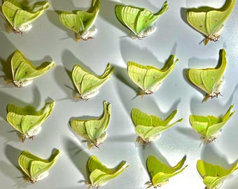 Real Luna Moth green Actias luna North America home decor