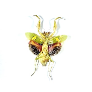 May include: A preserved green and brown praying mantis with yellow and red markings on its wings. The mantis is spread out with its wings open.