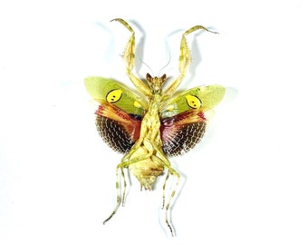 珍しいゴーストマンティスの額入り剥製 - Phyllocrania paradoxa