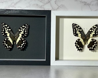 Ingelijste zwartgele Papilio Demodocus Citruszwaluwstaartvlinder woondecoratie Filipijnen