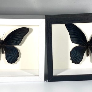 Op de afbeelding: Twee ingelijste vlinder-exemplaren, een in een wit frame en een in een zwart frame. Beide vlinders zijn zwart met blauwe, iriserende vleugels.