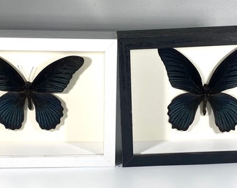 Framed black Papilio memnom butterfly home decor Indonesia