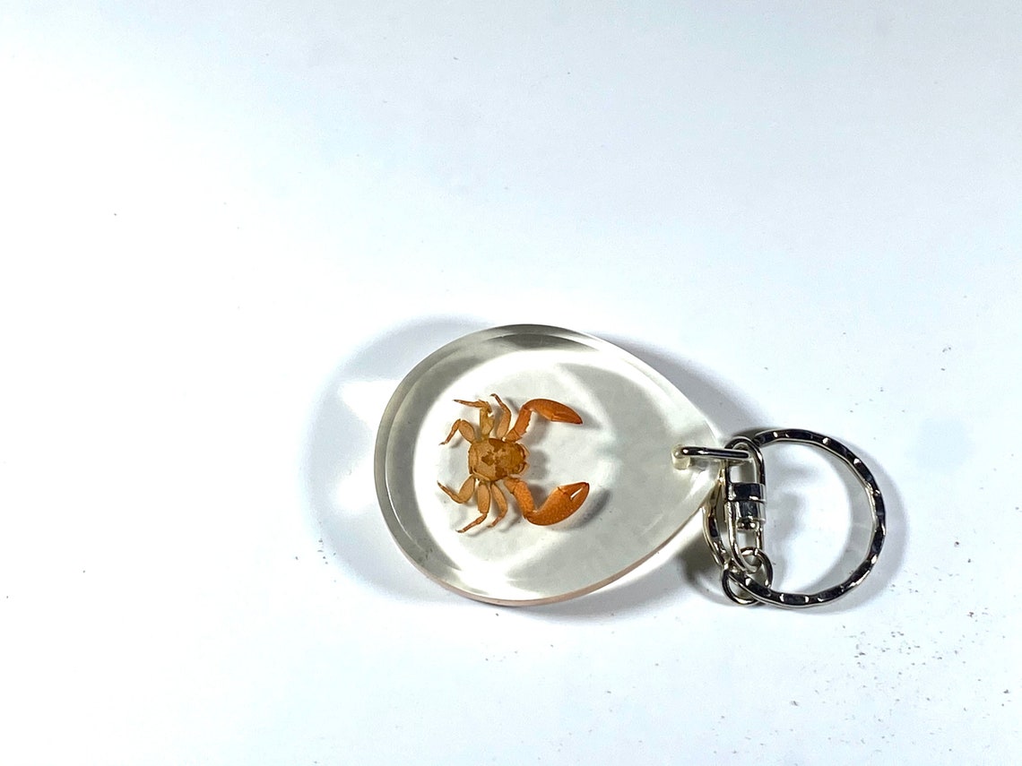 Real Assorted Resin Insect Keychains lot Etsy