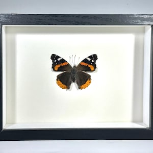 Ammiraglio rosso nero incorniciato Vanessa Atalanta farfalla decorazioni per la casa Nord America