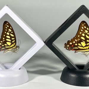 Könnte beinhalten: Zwei Schmetterlingspräparate werden in Schattenboxen präsentiert. Eine Box ist weiß, die andere schwarz. Die Schmetterlinge haben braune Flügel mit gelben und weißen Punkten und roten Markierungen. Die Boxen sind rautenförmig und stehen auf passenden Sockeln.