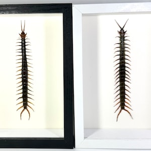 Framed black red Scolopendra subspinipes centipede home decor Indonesia