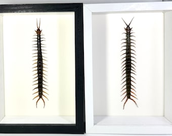 Framed black red Scolopendra subspinipes centipede home decor Indonesia