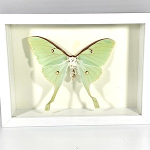 Framed craft grade green Actias luna moth home decor North America image 2