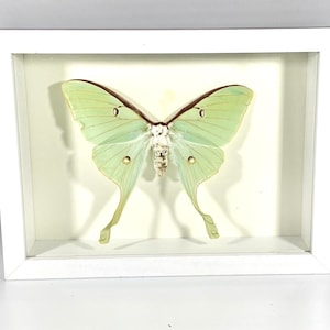 May include: A framed green Luna moth with brown and white markings. The moth is displayed against a white background.