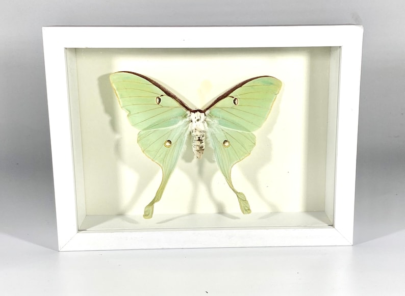 Framed craft grade green Actias luna moth home decor North America image 2
